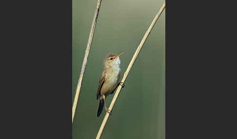 Teichrohrsänger (Acrocephalus scirpaceus)