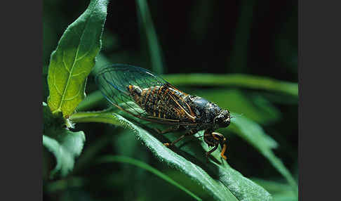 Bergzikade (Cicadetta montana)