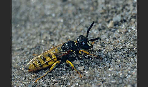 Bienenwolf (Philanthus triangulum)