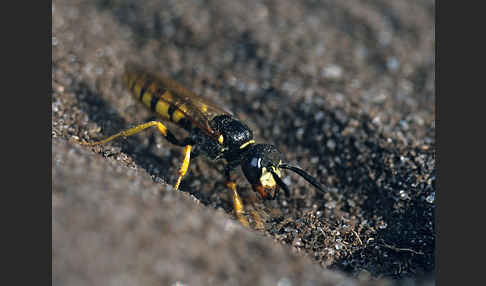 Bienenwolf (Philanthus triangulum)