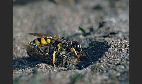 Bienenwolf (Philanthus triangulum)