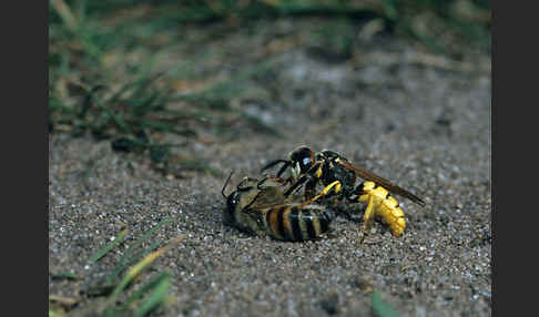 Bienenwolf (Philanthus triangulum)