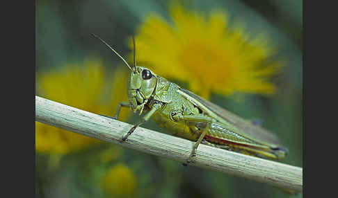 Sumpfschrecke (Stethophyma grossum)