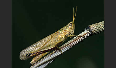 Große Goldschrecke (Chrysochraon dispar)