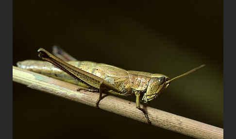 Große Goldschrecke (Chrysochraon dispar)