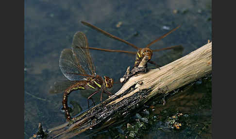 Braune Mosaikjungfer (Aeshna grandis)