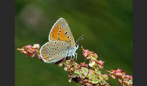 Lilagoldfalter (Lycaena hippothoe)