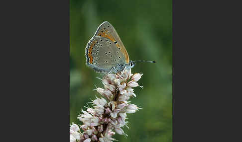 Lilagoldfalter (Lycaena hippothoe)