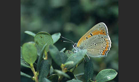 Lilagoldfalter (Lycaena hippothoe)