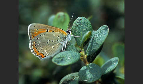 Lilagoldfalter (Lycaena hippothoe)