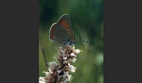 Lilagoldfalter (Lycaena hippothoe)