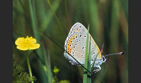 Lilagoldfalter (Lycaena hippothoe)