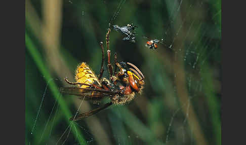 Hornisse (Vespa crabro)