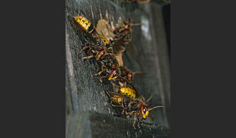 Hornisse (Vespa crabro)