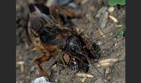 Maulwurfsgrille (Gryllotalpa gryllotalpa)