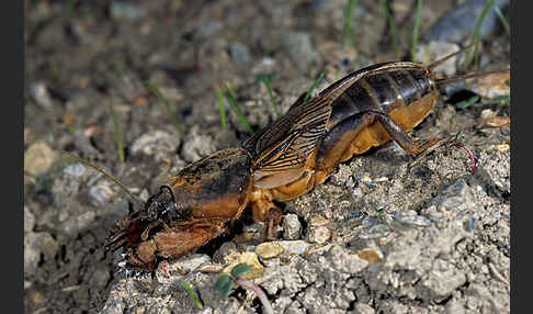 Maulwurfsgrille (Gryllotalpa gryllotalpa)