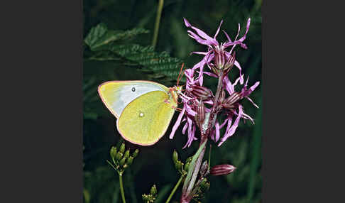 Hochmoor-Gelbling (Colias palaeno)