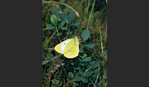 Hochmoor-Gelbling (Colias palaeno)