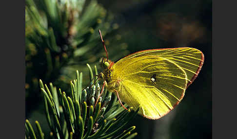 Hochmoor-Gelbling (Colias palaeno)