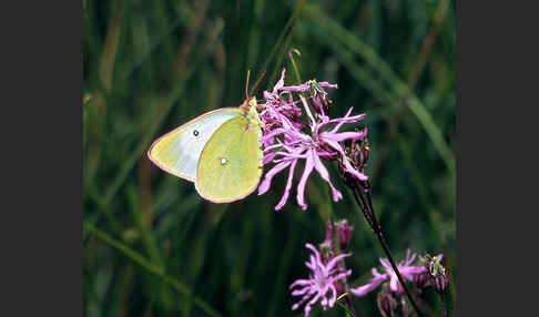 Hochmoor-Gelbling (Colias palaeno)