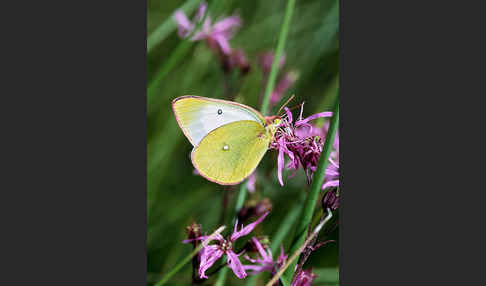 Hochmoor-Gelbling (Colias palaeno)