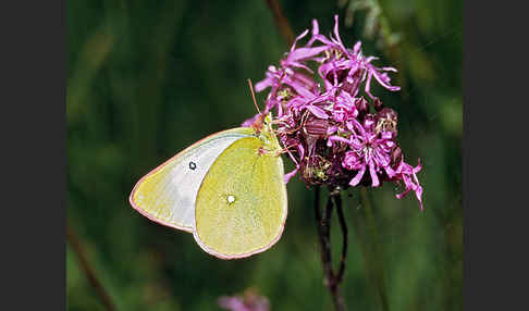 Hochmoor-Gelbling (Colias palaeno)