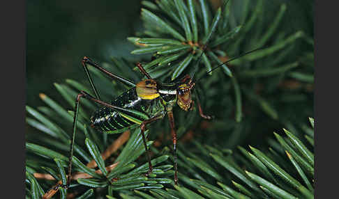 Nadelholz-Säbelschrecke (Barbitistes constrictus)