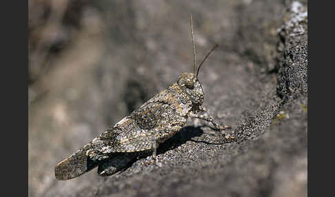 Blauflügelige Oedlandschrecke (Oedipoda caerulescens)