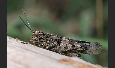 Blauflügelige Oedlandschrecke (Oedipoda caerulescens)