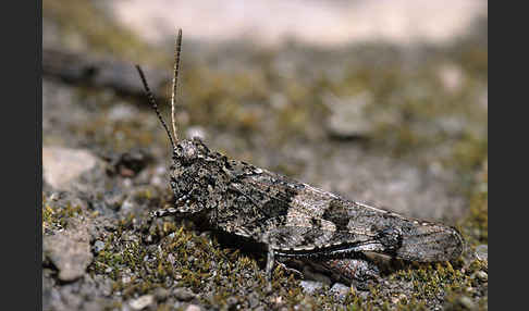 Blauflügelige Oedlandschrecke (Oedipoda caerulescens)