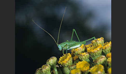 Gemeine Sichelschrecke (Phaneroptera falcata)