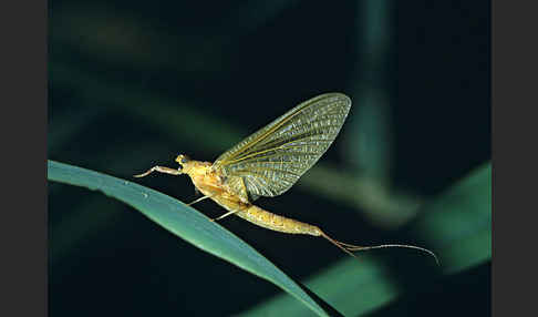 Eintagsfliege spec.1 (Potamanthus luteus)