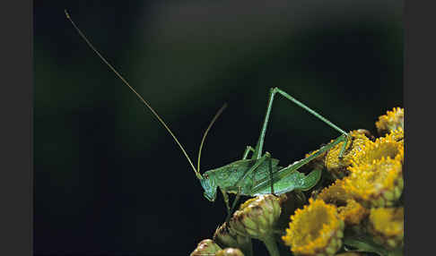 Gemeine Sichelschrecke (Phaneroptera falcata)