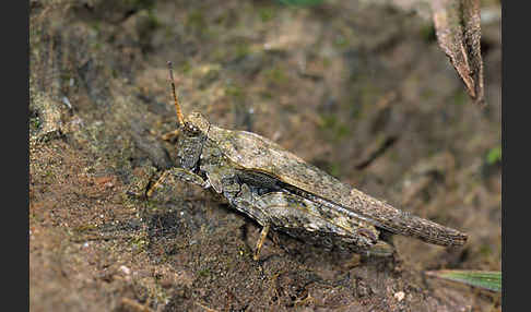 Säbeldornschrecke (Tetrix subulata)