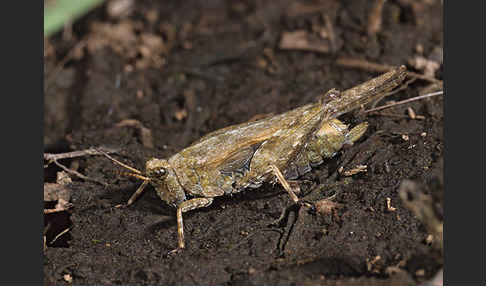 Säbeldornschrecke (Tetrix subulata)