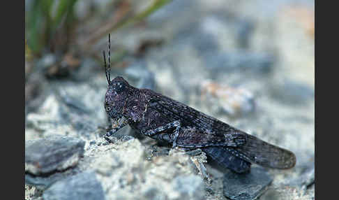 Blauflügelige Sandschrecke (Sphingonotus caerulans)