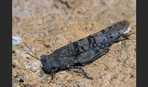 Blauflügelige Sandschrecke (Sphingonotus caerulans)