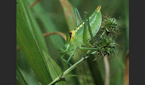 Fränkische Plumpschrecke (Isophya kraussii)