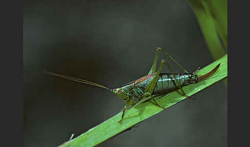 Kurzflügelige Schwertschrecke (Conocephalus dorsalis)