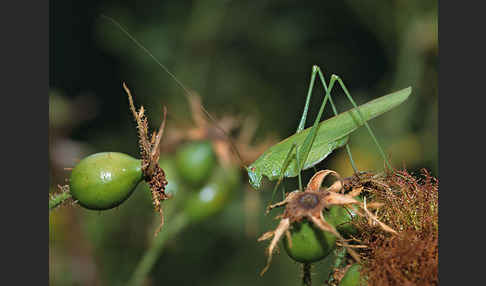 Gemeine Sichelschrecke (Phaneroptera falcata)