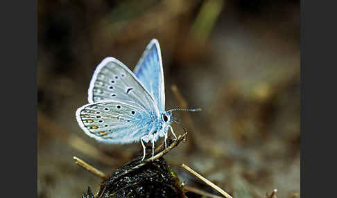 Prächtiger Bläuling (Polyommatus amandus)