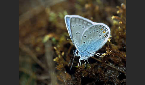 Prächtiger Bläuling (Polyommatus amandus)