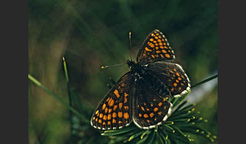 Wachtelweizen-Scheckenfalter (Melitaea athalia)