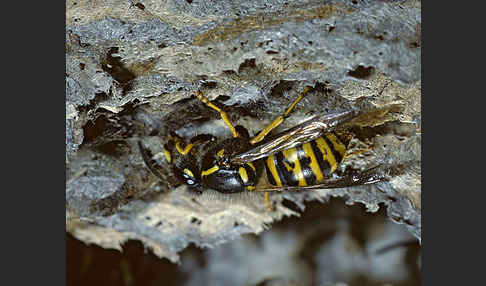 Sächsische Wespe (Dolichovespula saxonia)