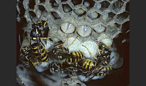 Sächsische Wespe (Dolichovespula saxonia)