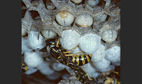 Sächsische Wespe (Dolichovespula saxonia)