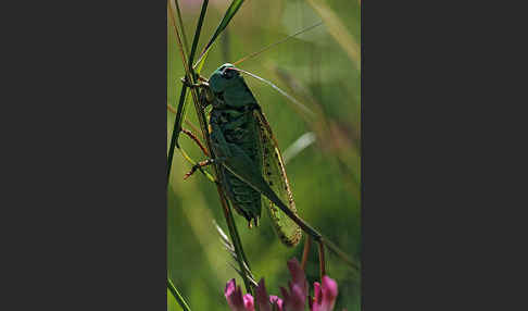 Warzenbeißer (Decticus verrucivorus)