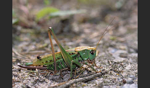 Warzenbeißer (Decticus verrucivorus)