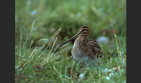 Bekassine (Gallinago gallinago)