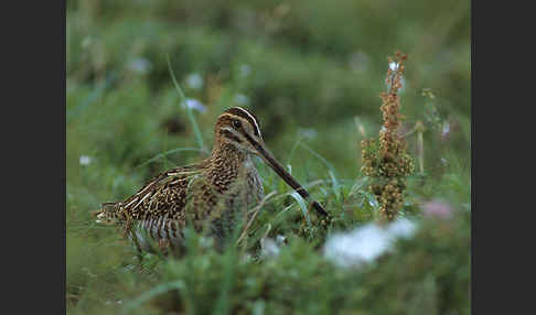 Bekassine (Gallinago gallinago)